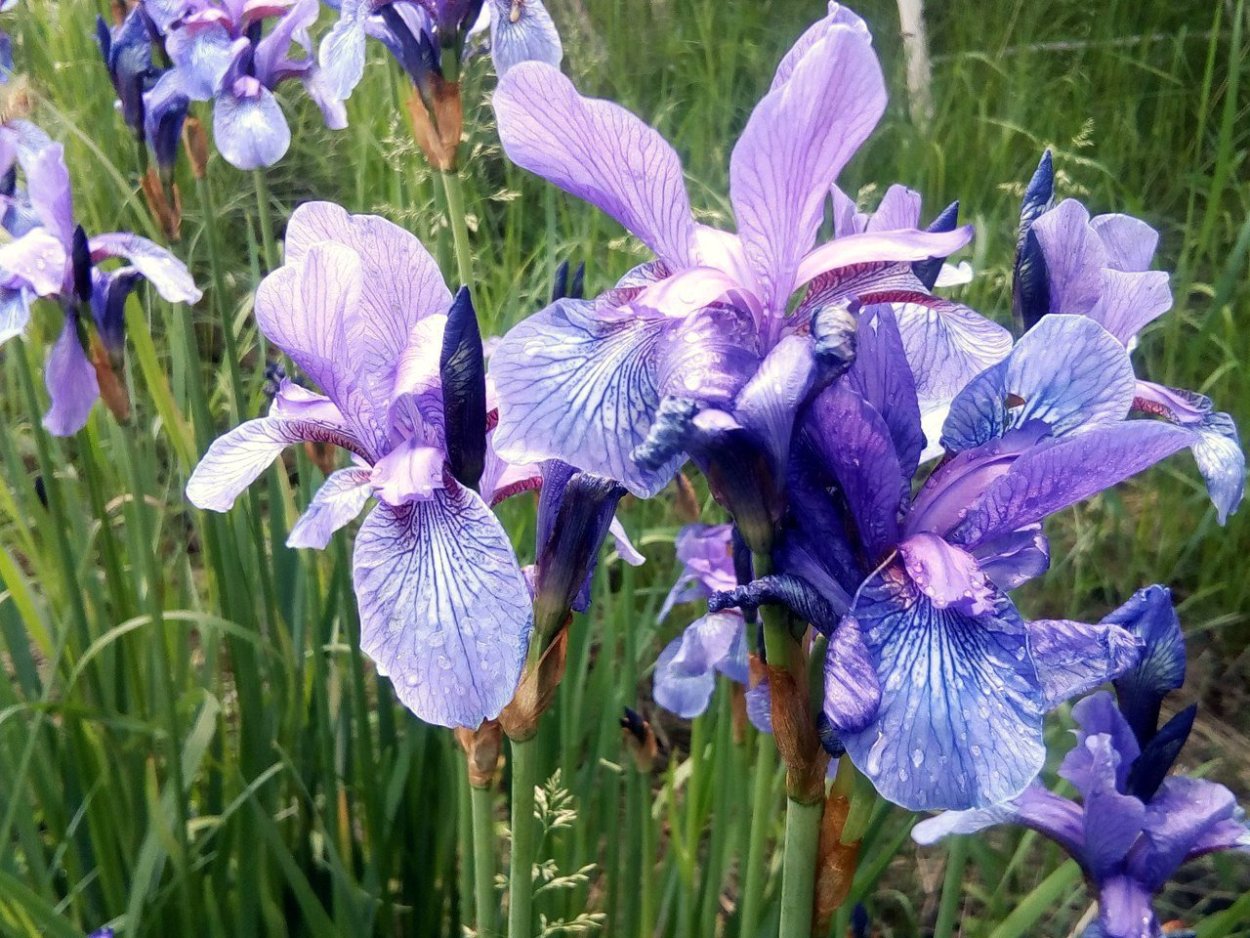 Кукушкины слёзы растение