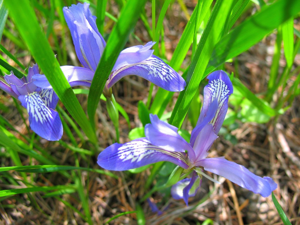 Ирис Кукушкины слезки