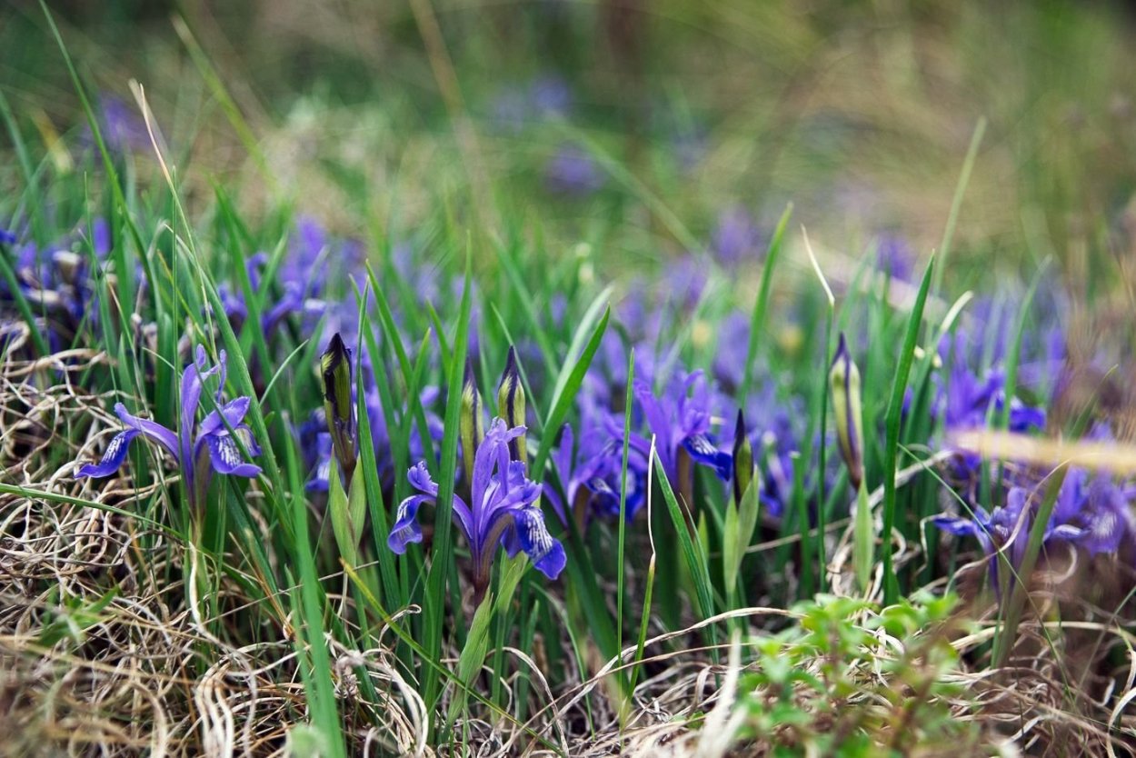 Касатик полевой Ирис