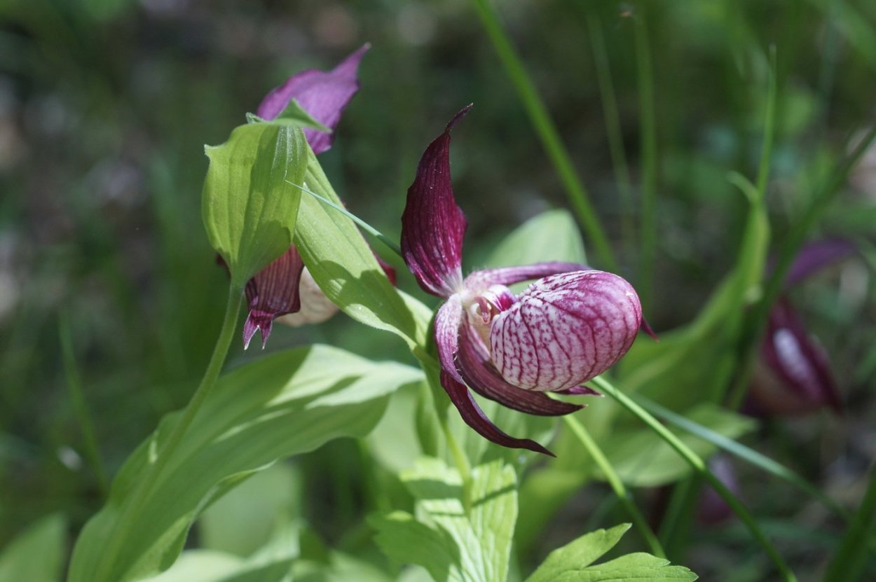 Венерин башмачок Кукушкины слезки