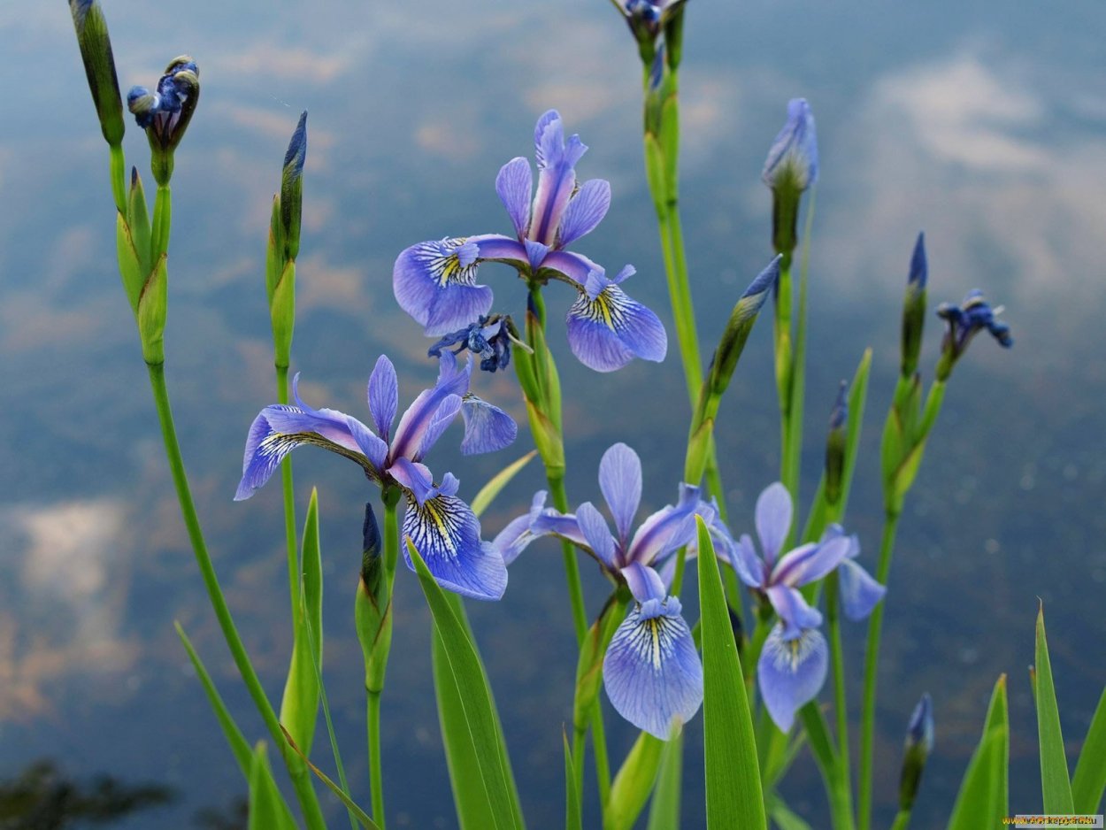 Голубые болотные цветы
