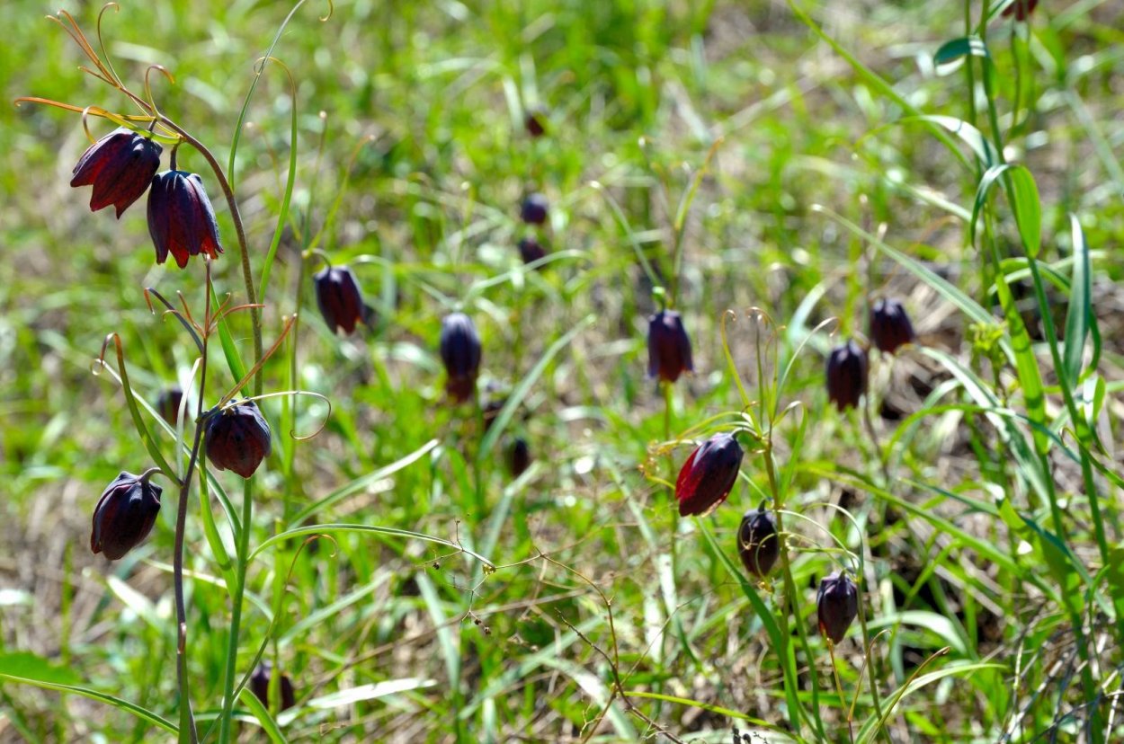 Полевые цветы Кукушкины слезки