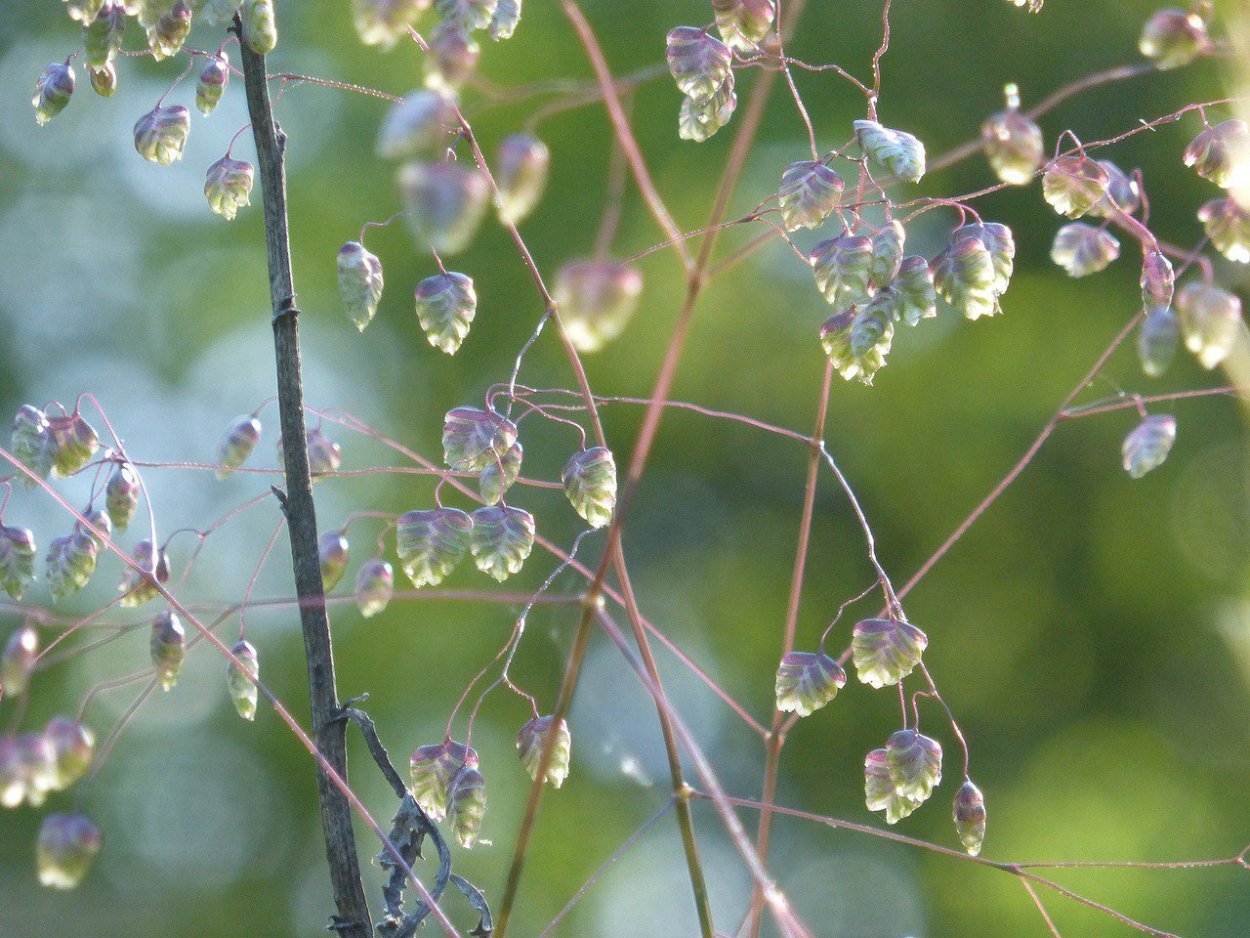 Трава Божьи слезки