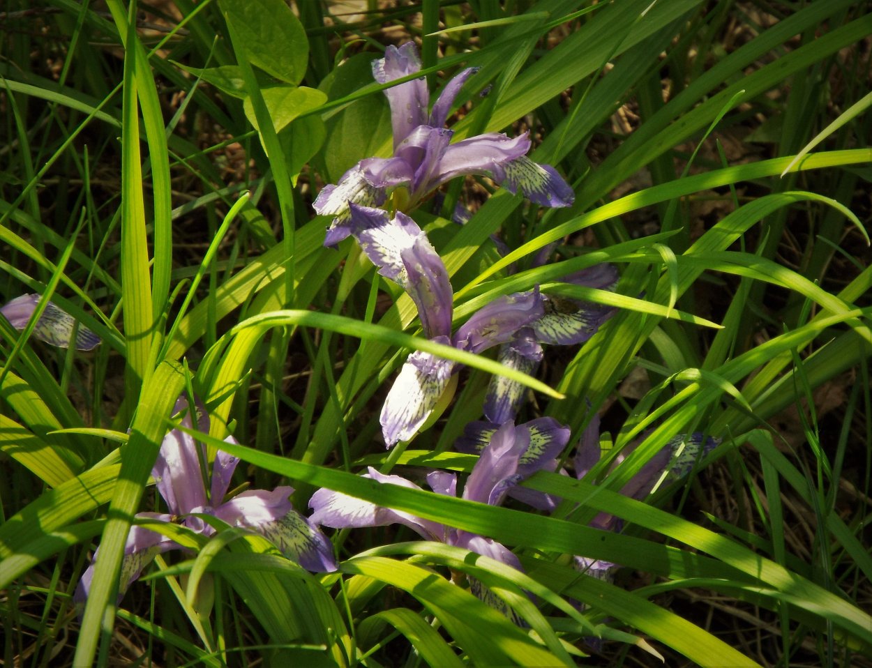 Ирисы Кукушкины слезки