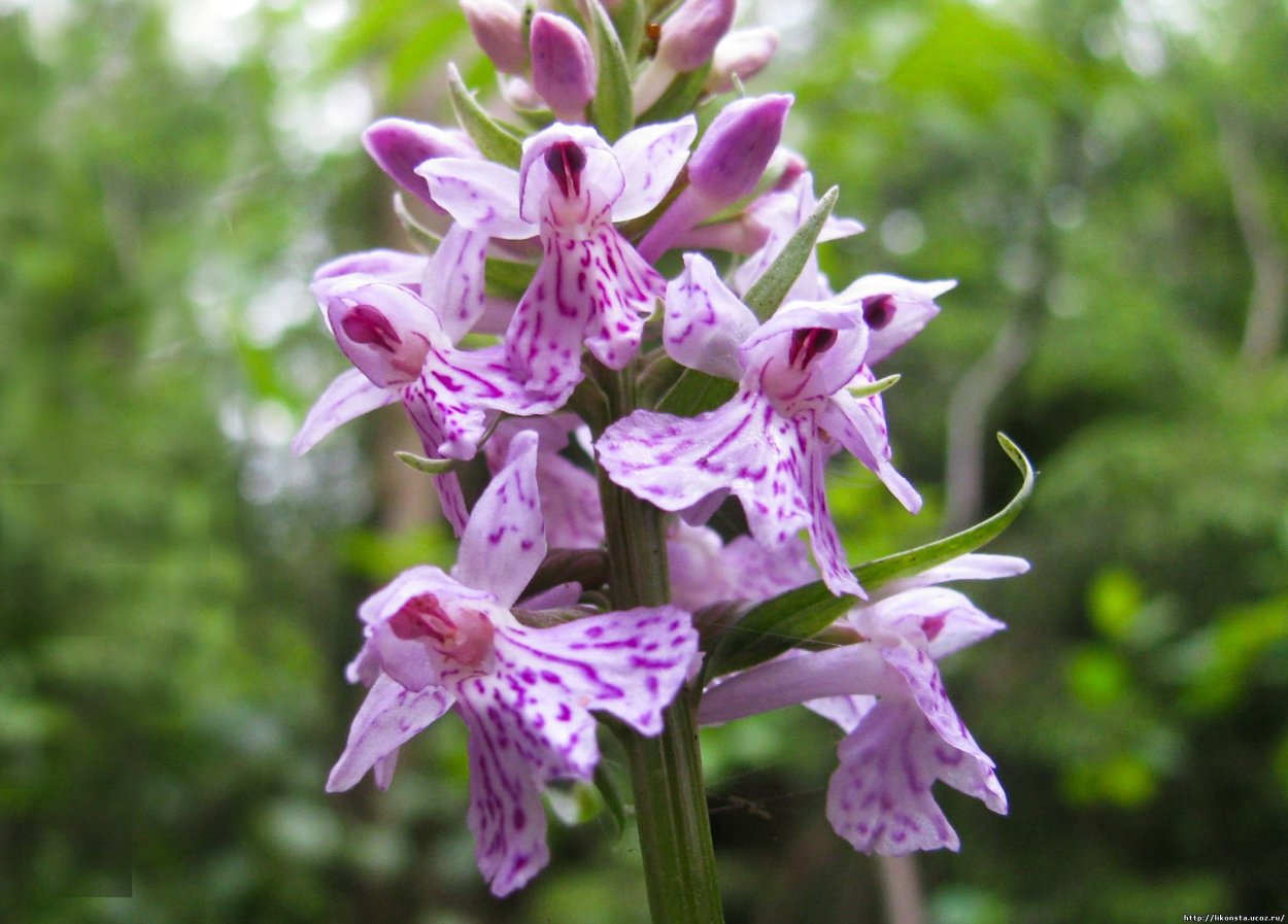 Северная Орхидея ятрышник