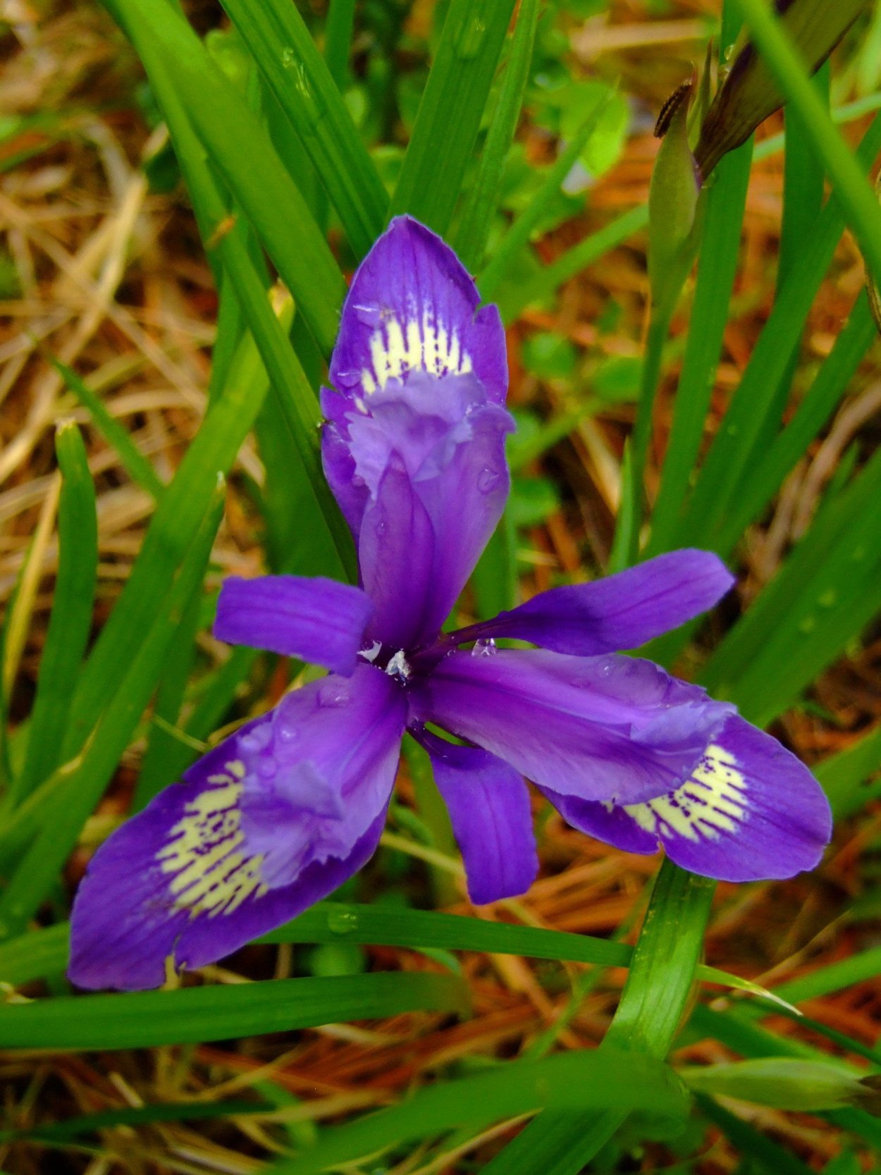 Кукушкины слёзки