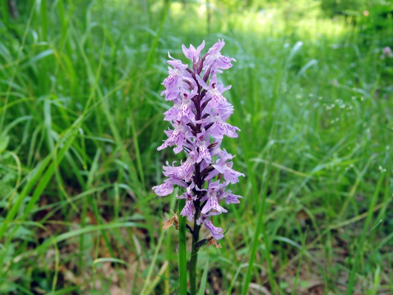 Кукушкины слёзки растение