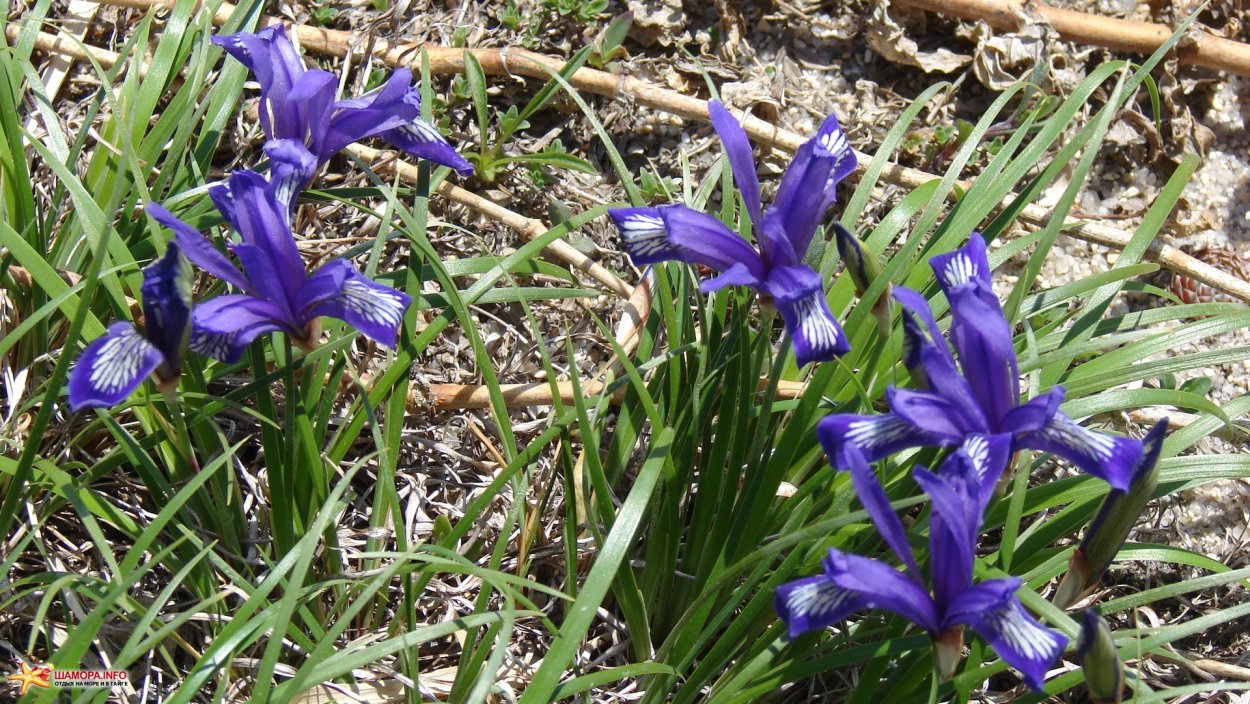 Лилейник Кукушкины слезы