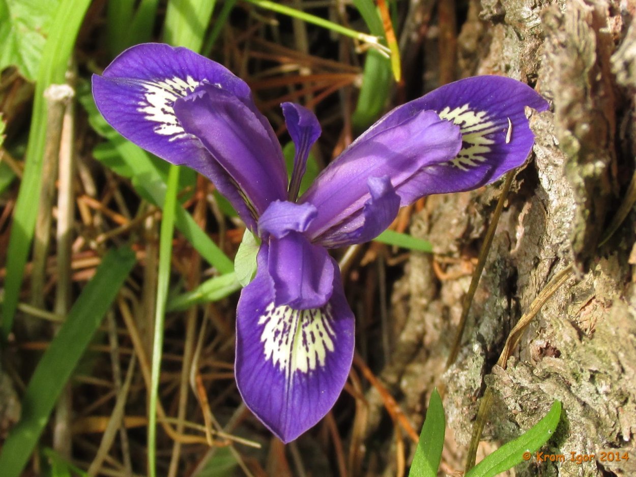 Ирис (Касатик) сизоватый (Iris glaucescens)
