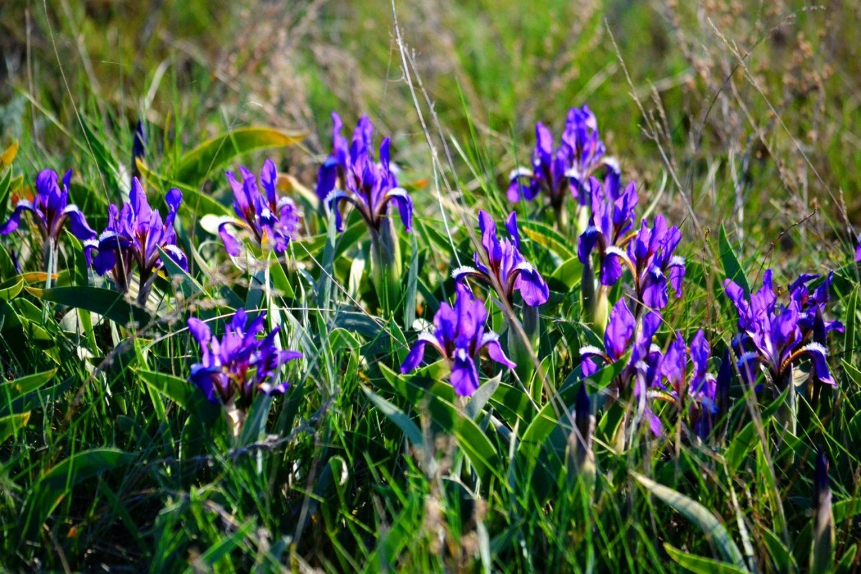 Степная трава Кукушкины слезки