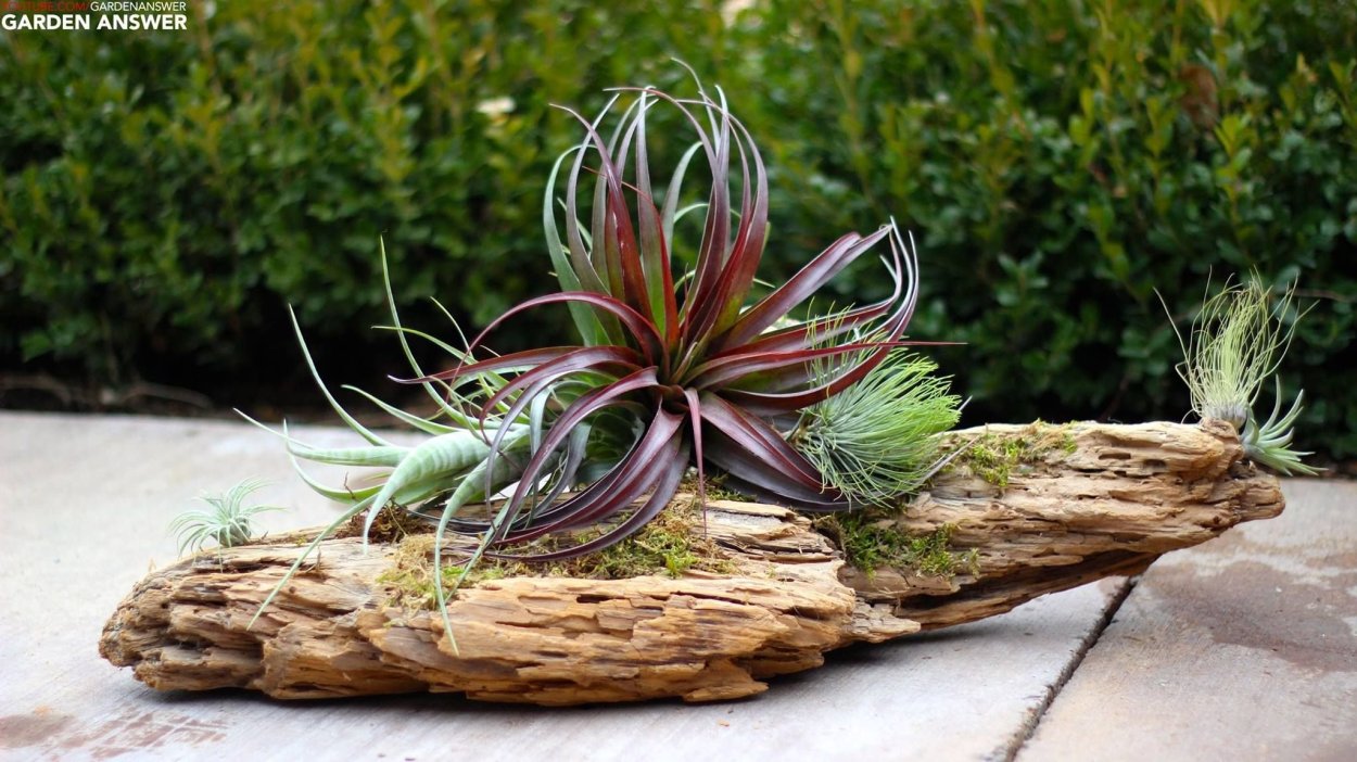 Тилландсия в велосипеде декор