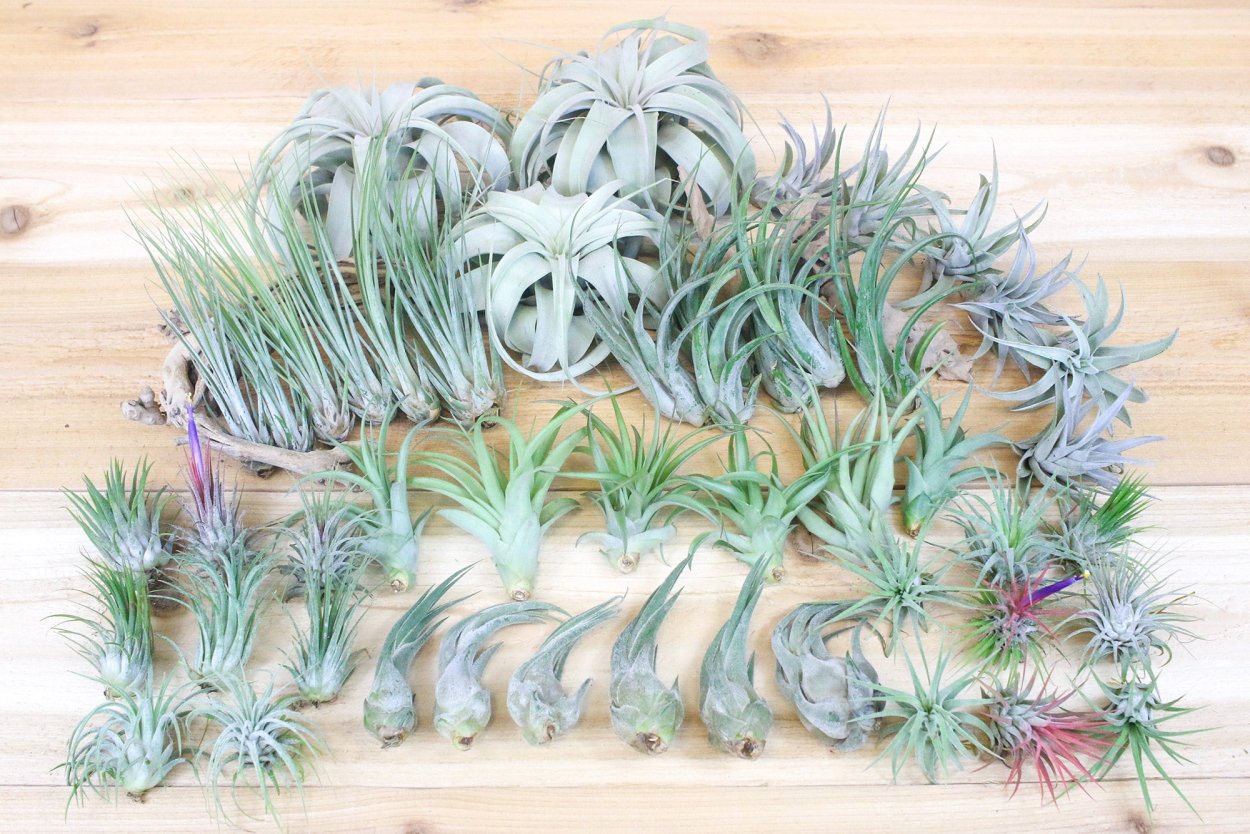 Тилландсия атмосферная