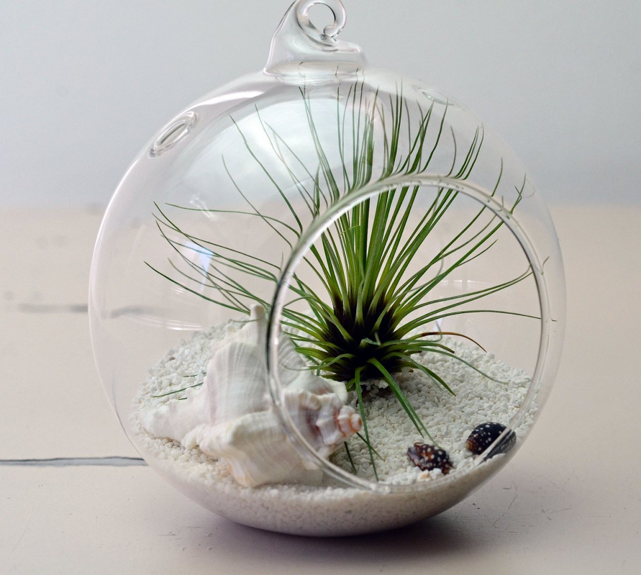 Воздушное растение Тилландсия