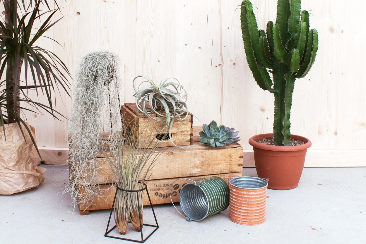 Тилландсии в интерьере