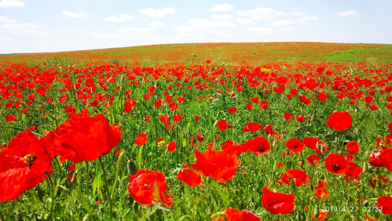 Степь от маков красная Золотая Целина