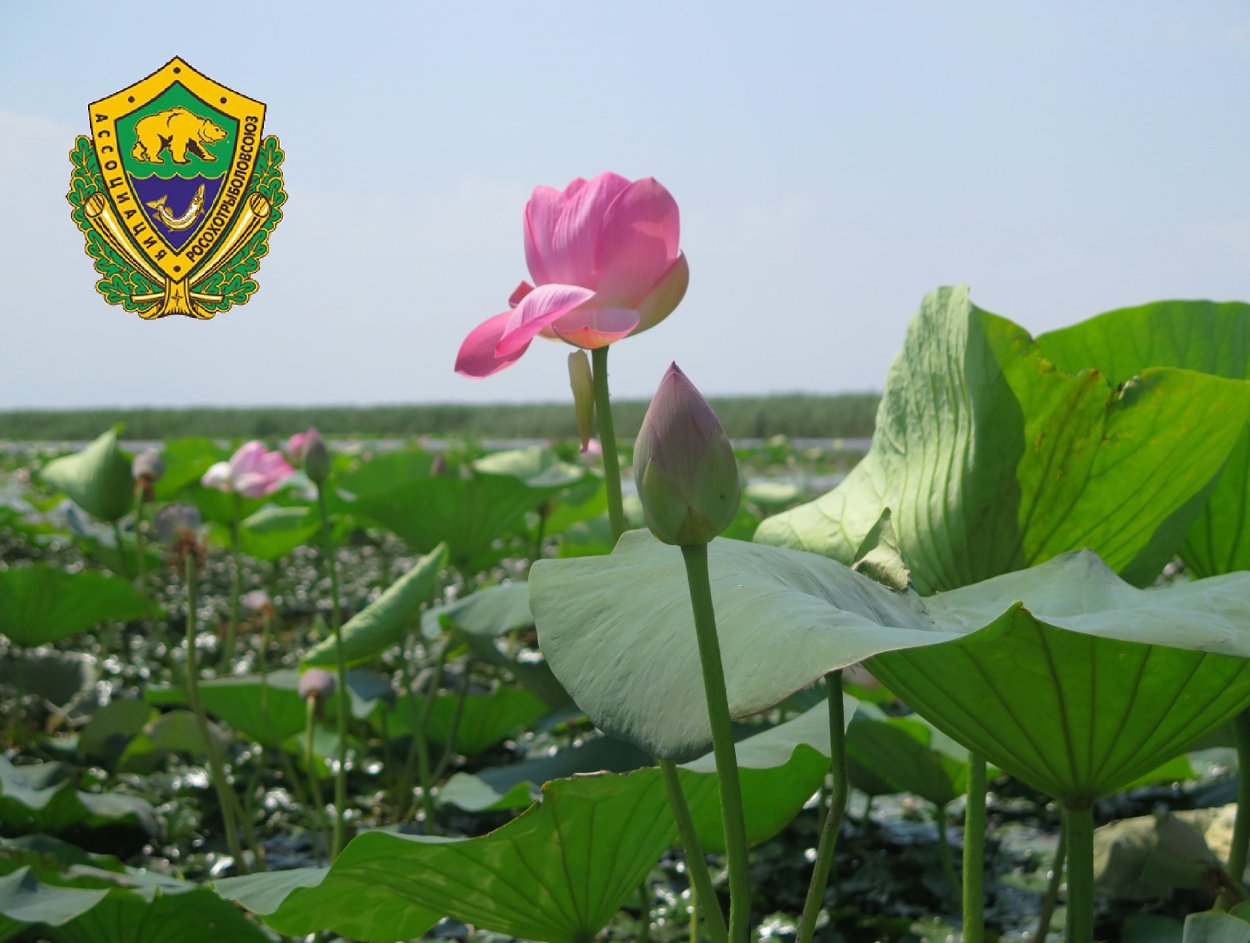 Природа Астраханского края фото