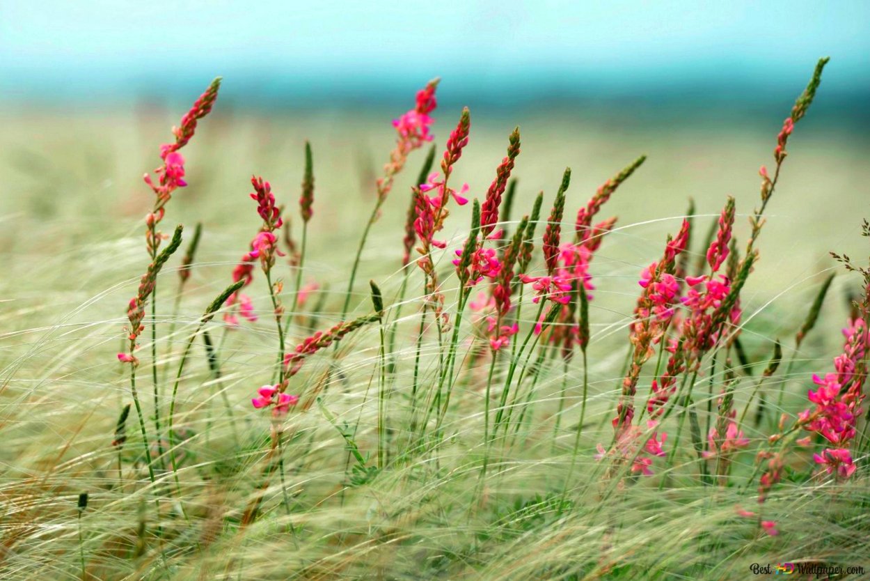 Донская степь ковыль