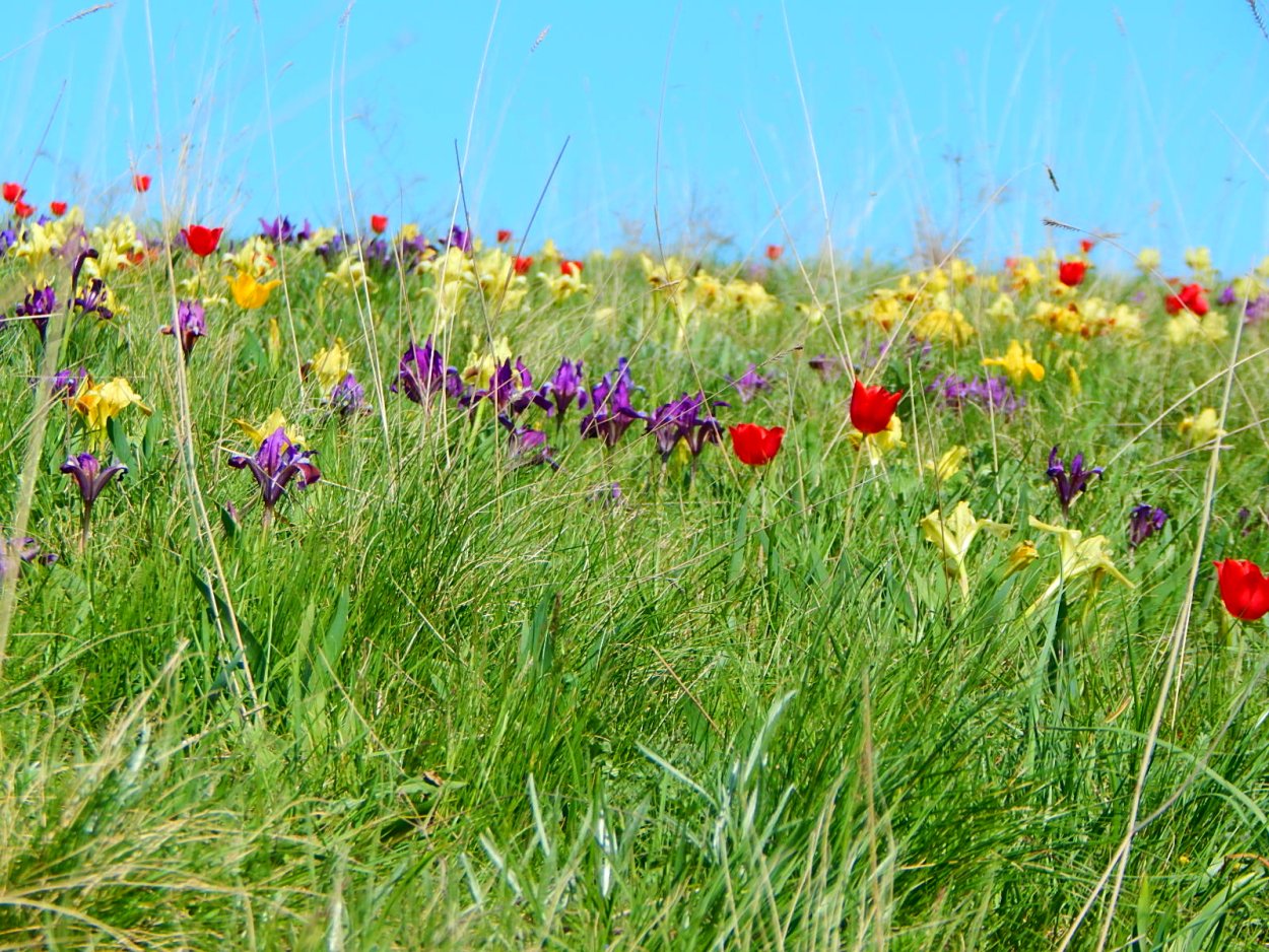 Луговые и разнотравно-злаковые степи