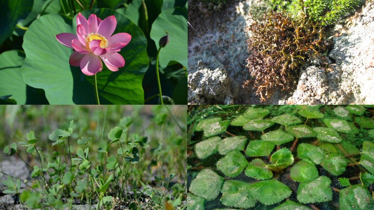 Сбор особо ценных растений