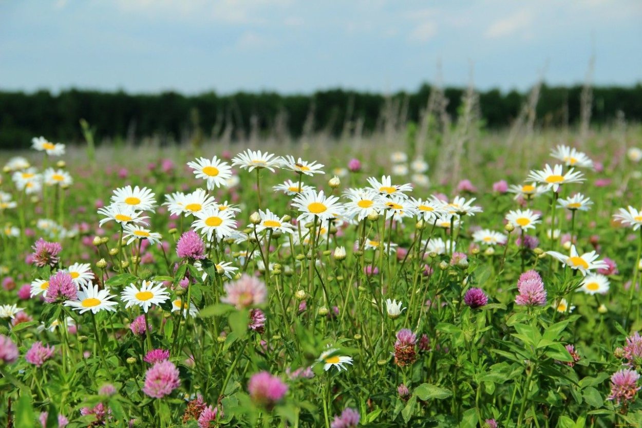 Луга с ромашками и клевером