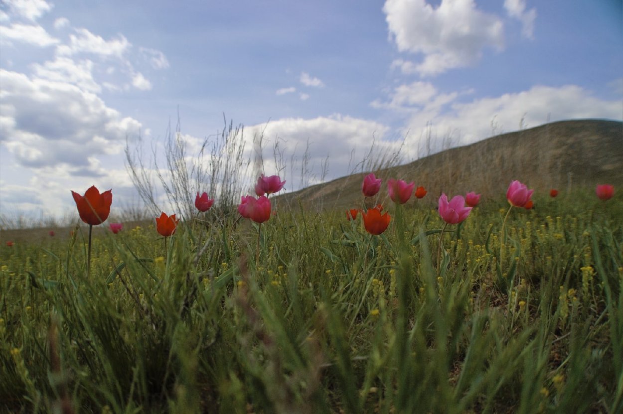Калмыцкие степи Астрахань