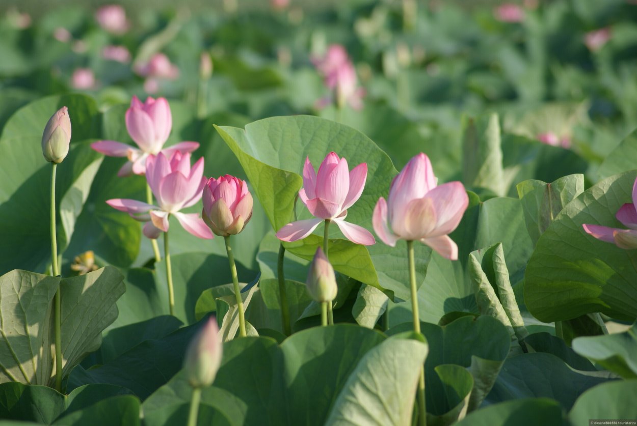 Астраханский заповедник: в центре Трехизбинка,