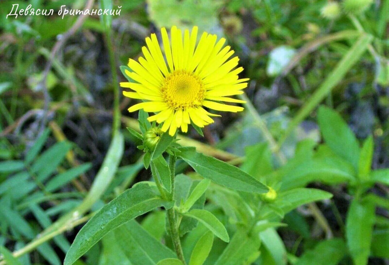 Астраханские дикорастущие растения