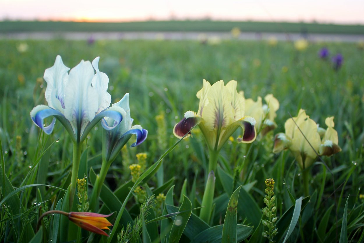 Ирис карликовый Калмыкия