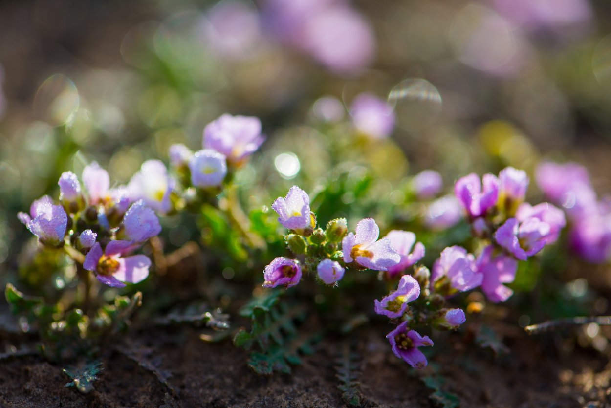 Красота земная картинки природа