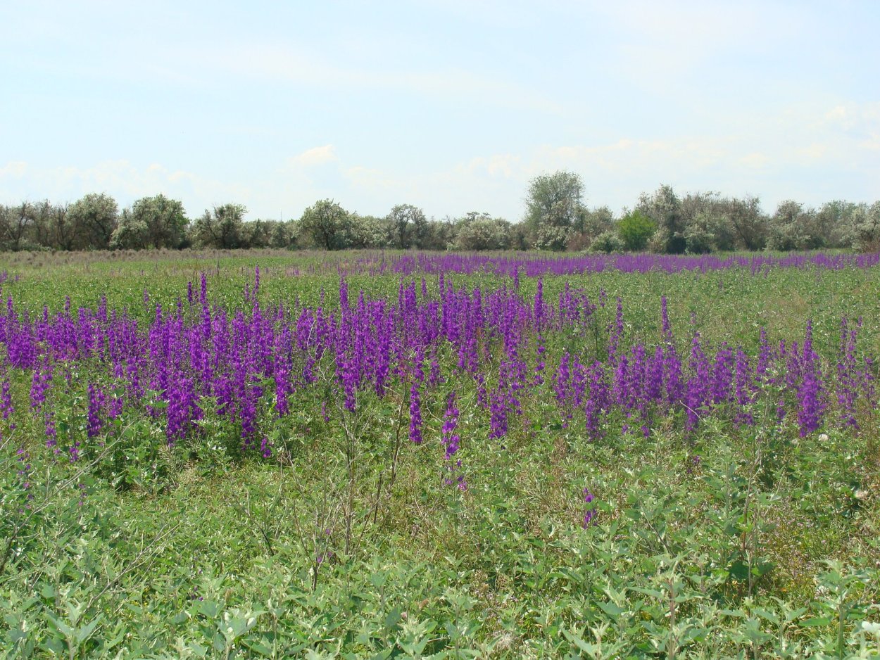 Лечебные травы Астраханской области