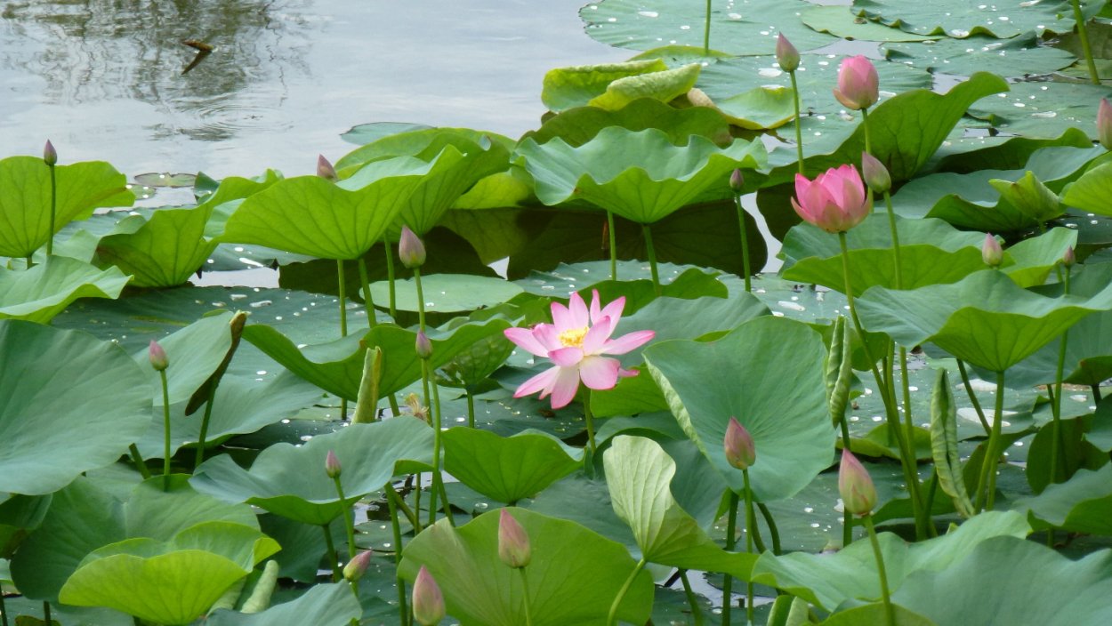 Озеро лотосов Астрахань