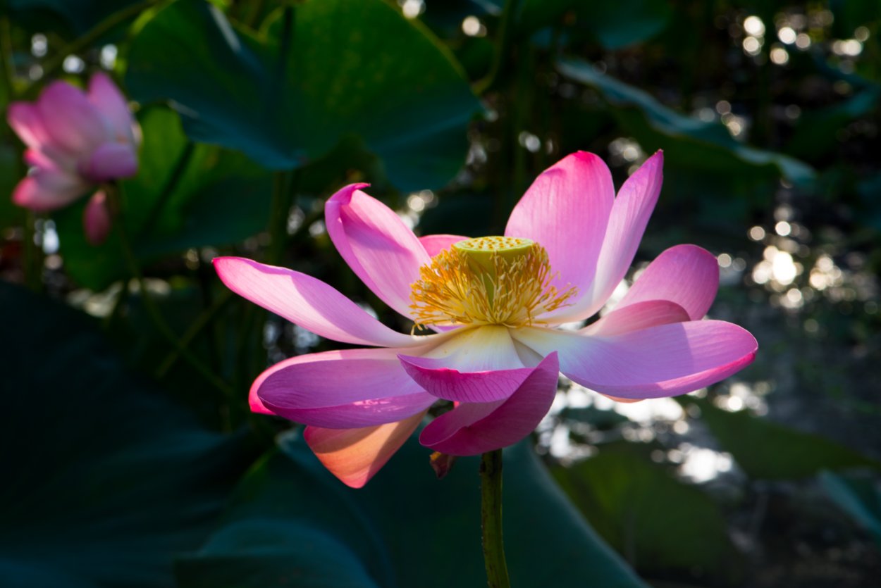 Распустившиеся с большими листьями цветы красивые