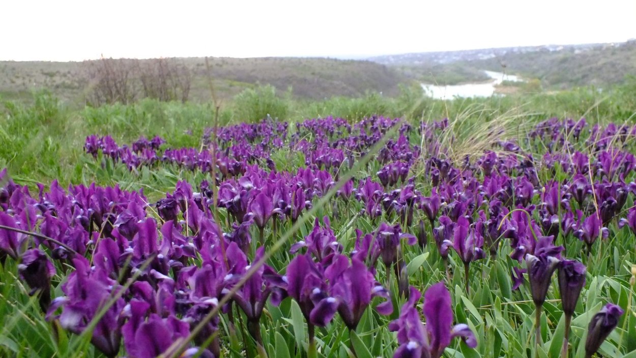 Ростовский заповедник растения Ирис