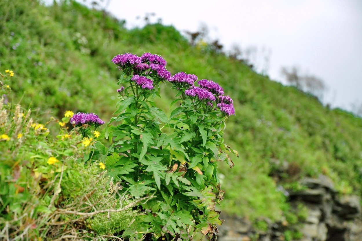 Дикоросы цветы