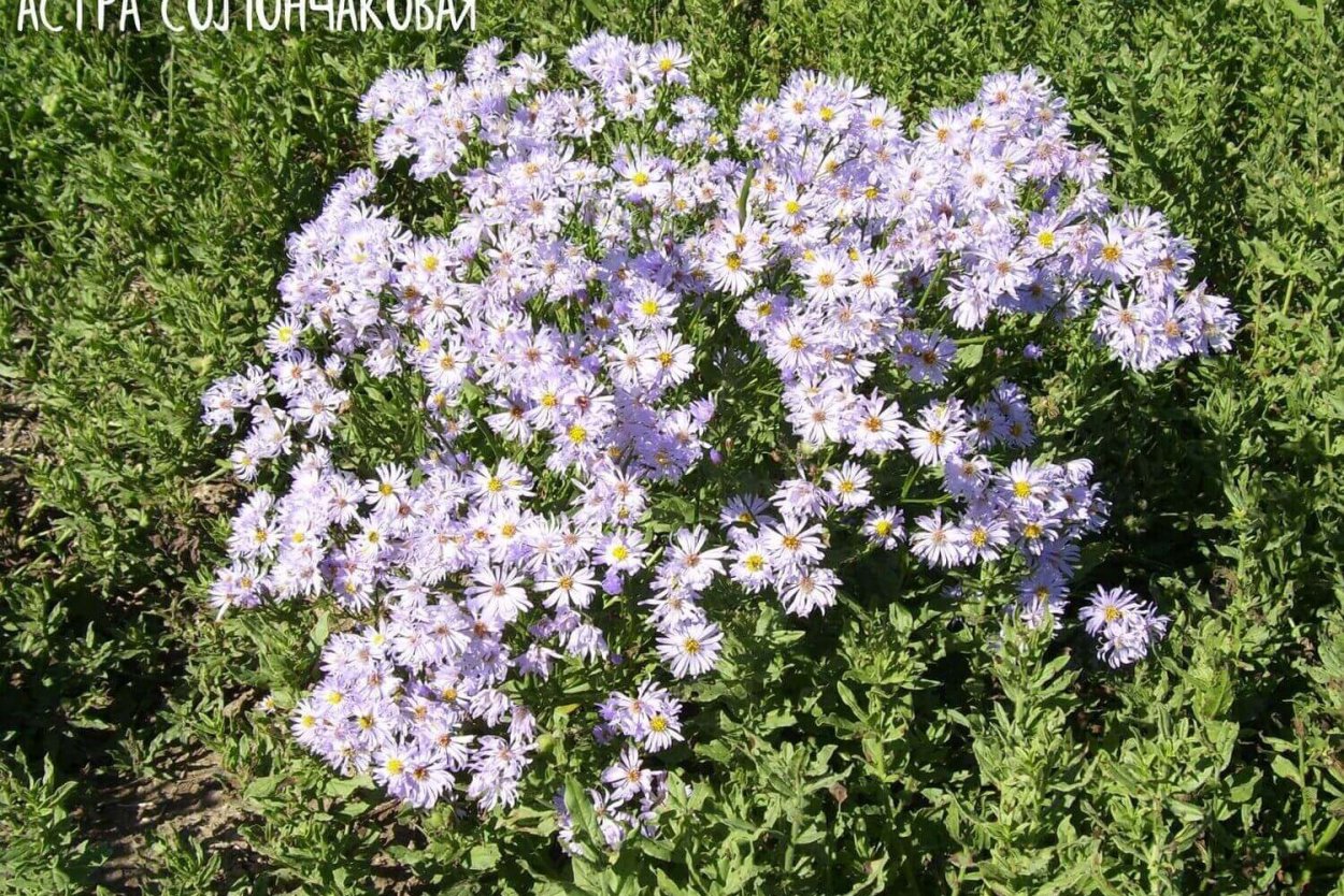 Лекарственные растения Астрахани