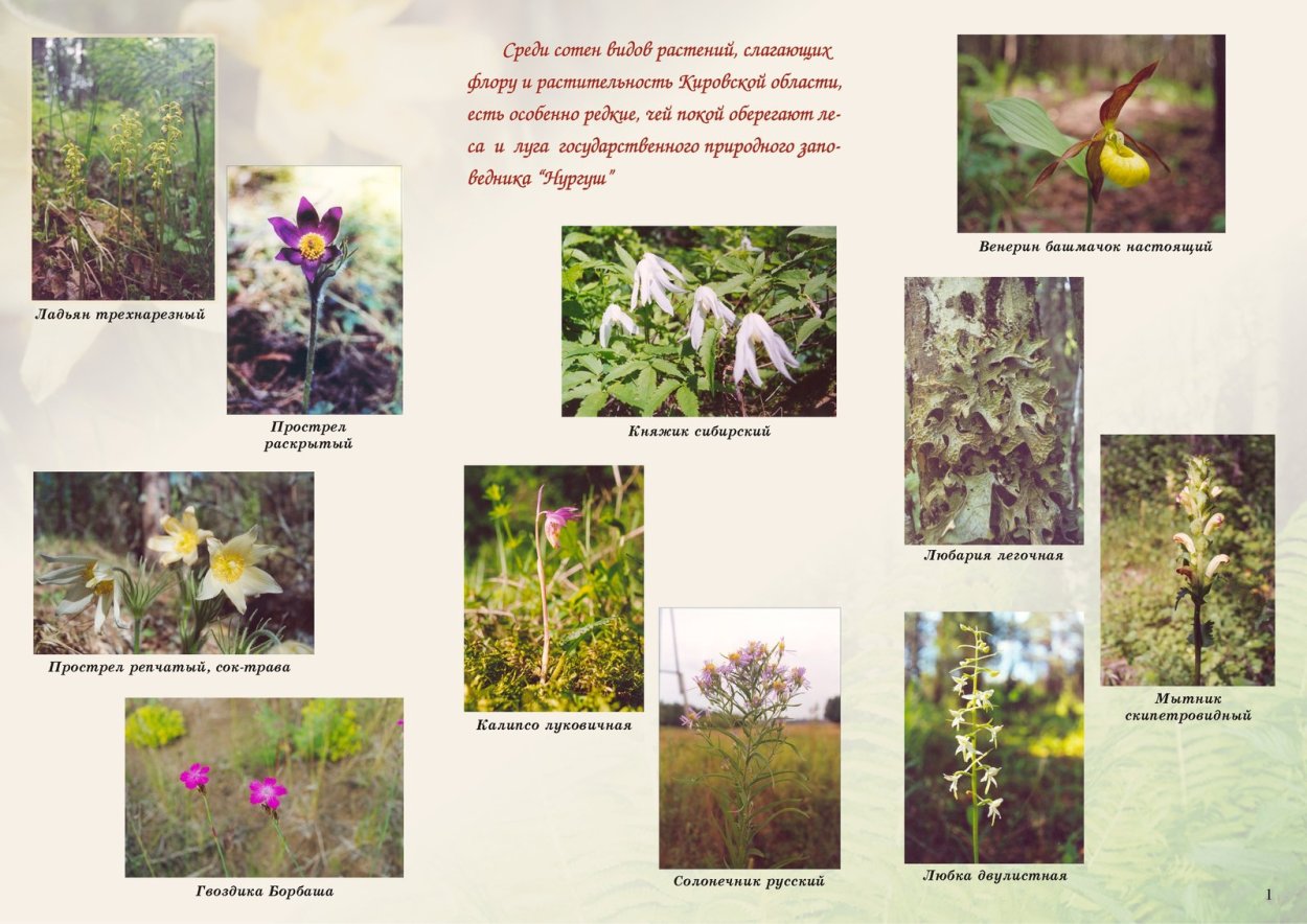 Растения заповедника Нургуш