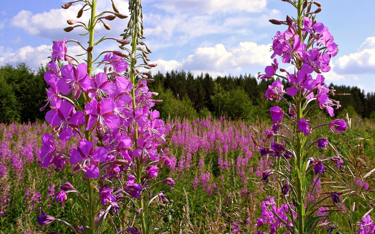 Кипрей Луговой