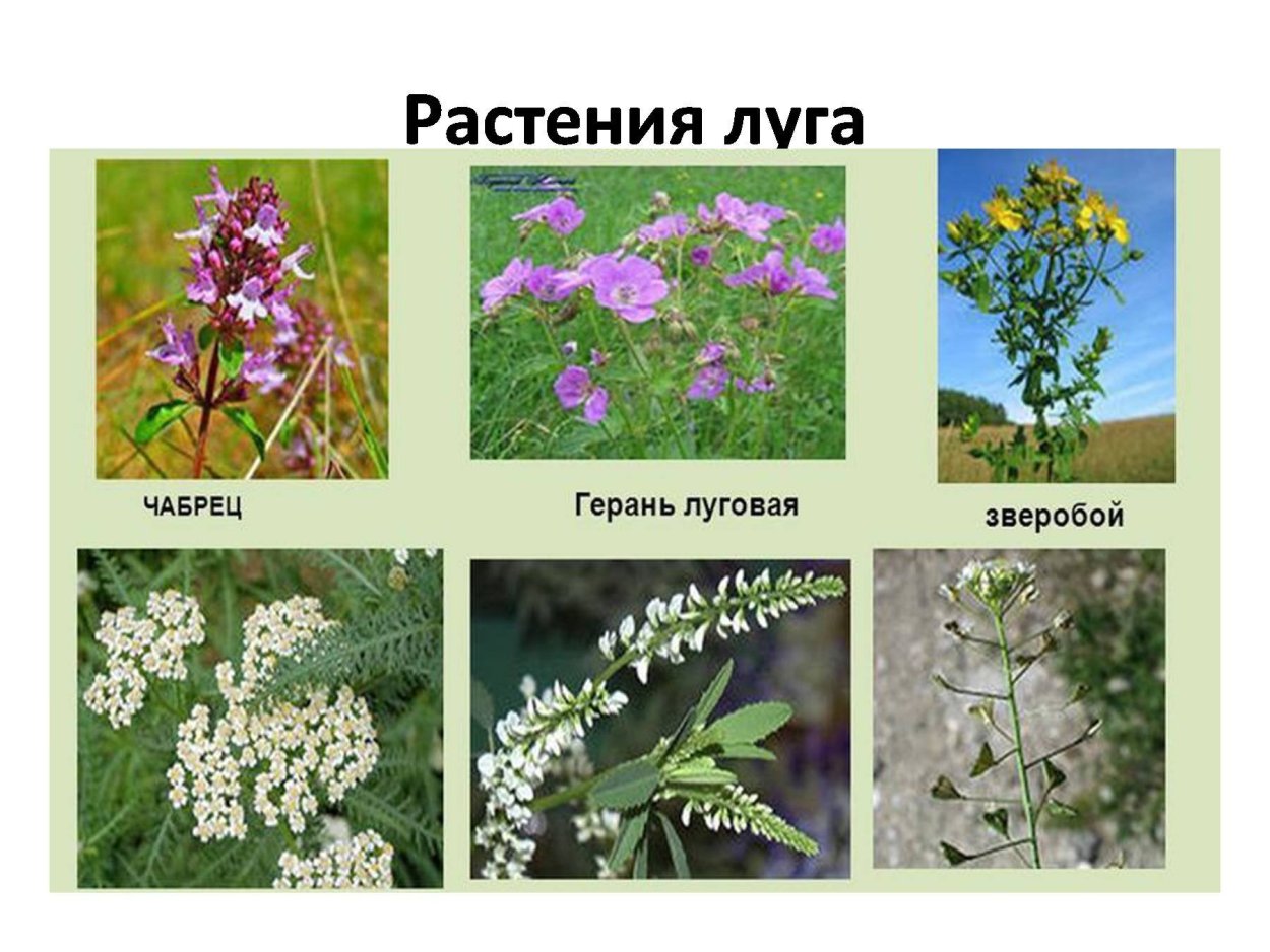 Растения Луга