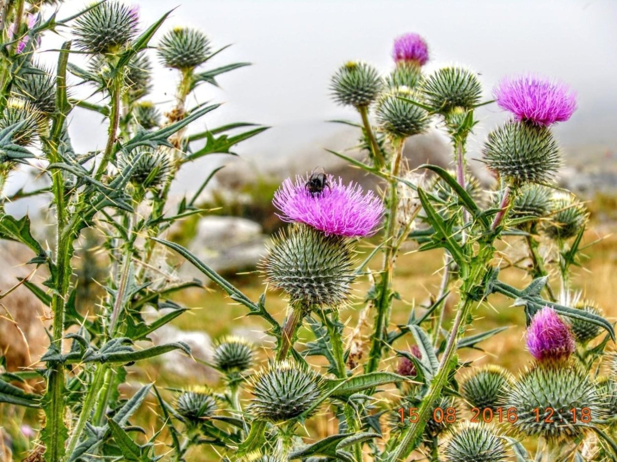 Татарник колючий чертополох
