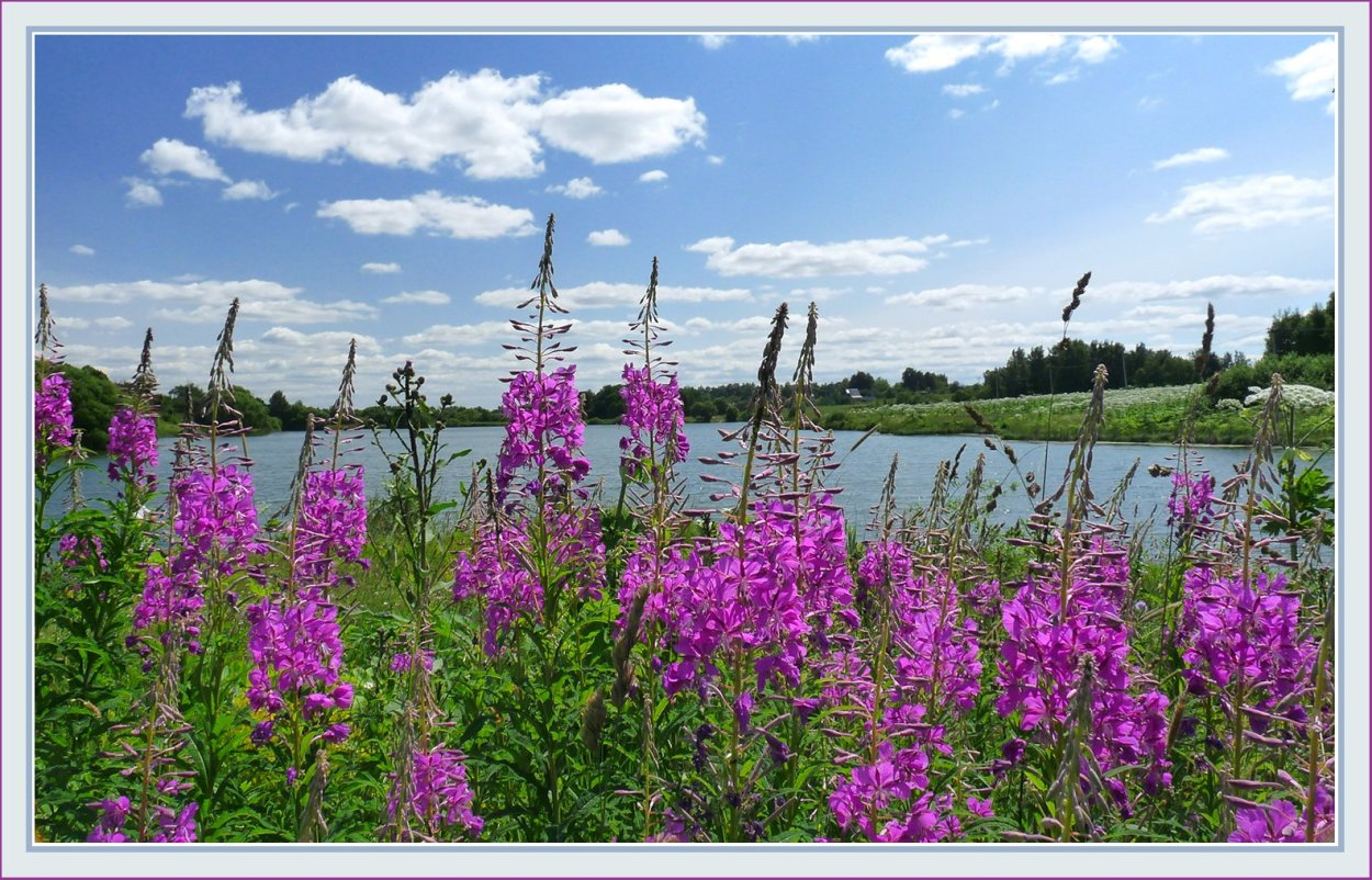 Иван чай на Ямале