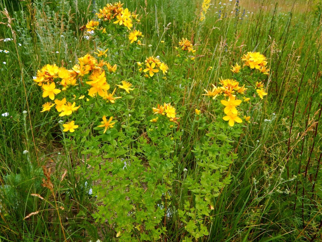 Зверобой продырявленный (обыкновенный)
