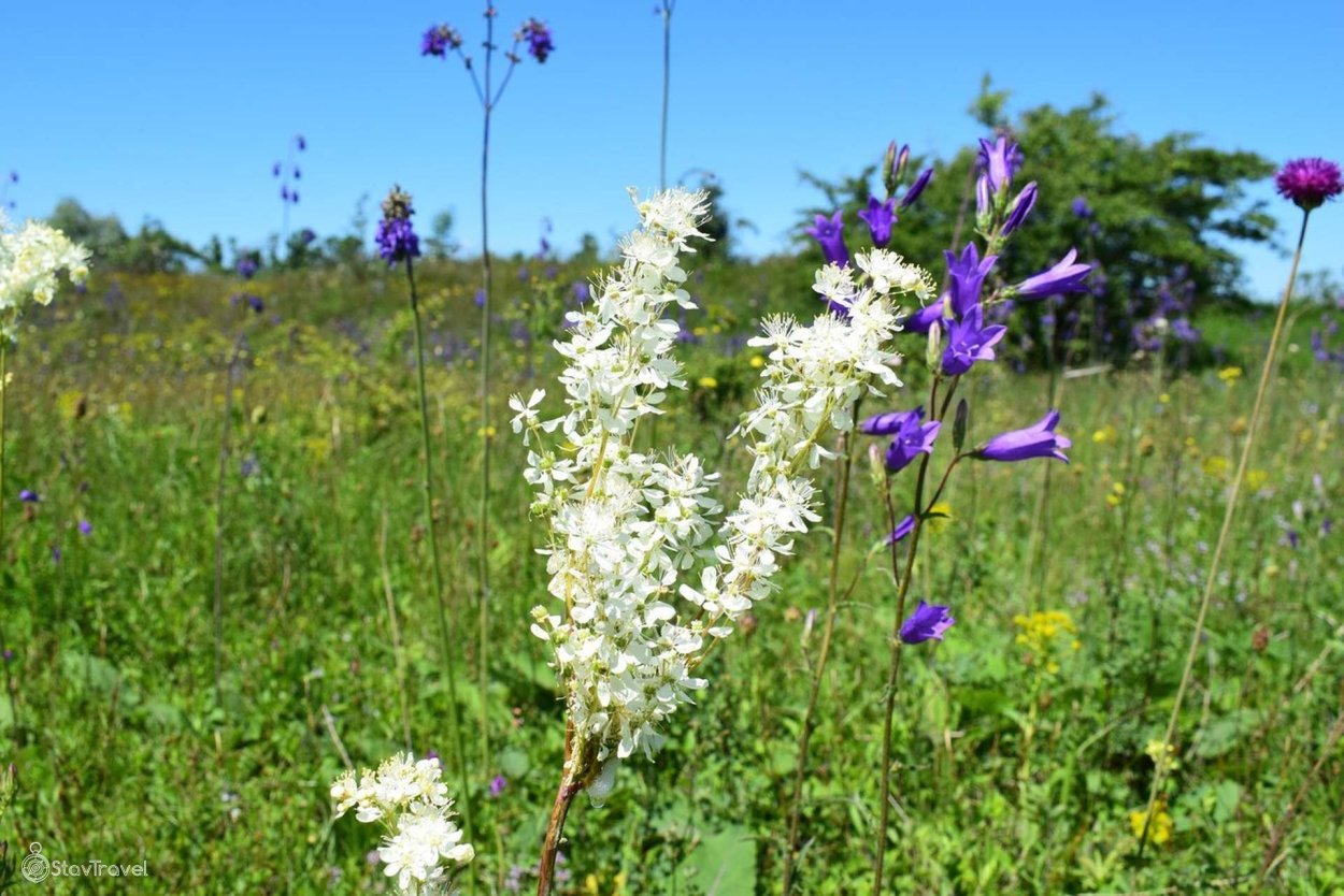 Нарвать чабреца Урюпинск