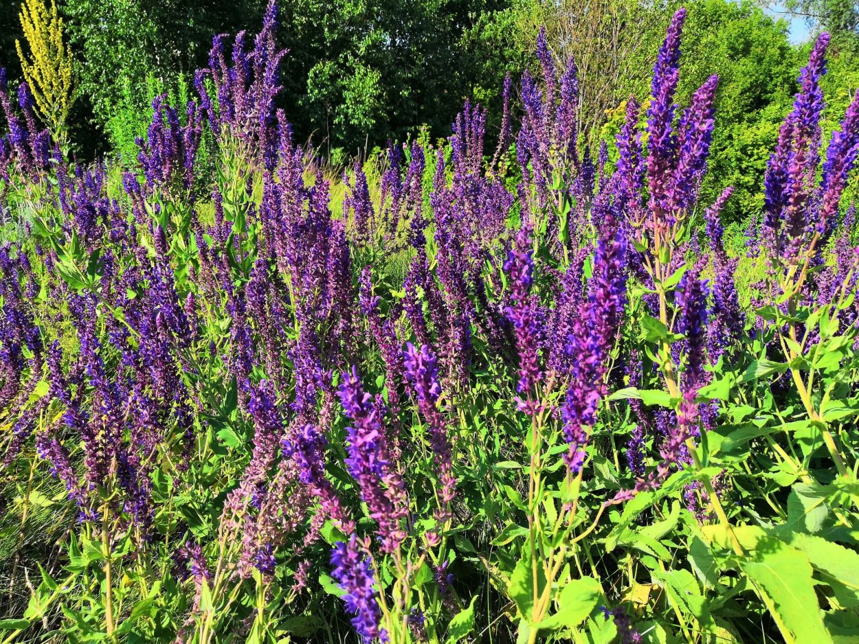 Шалфей Оренбургский