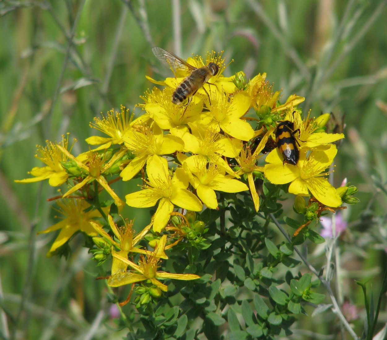 Зверобой Луговой