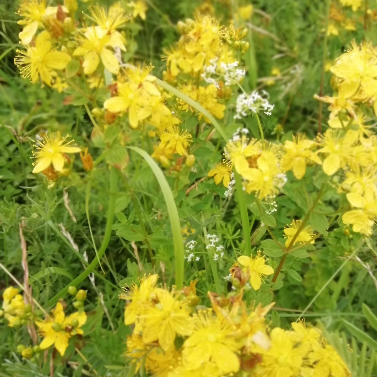 Цветы октябрь Тверская область