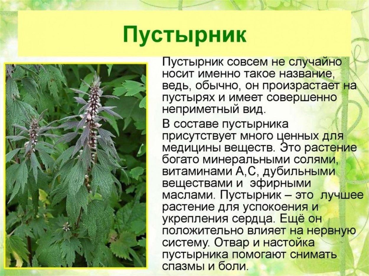 Пустырник пятилопастный