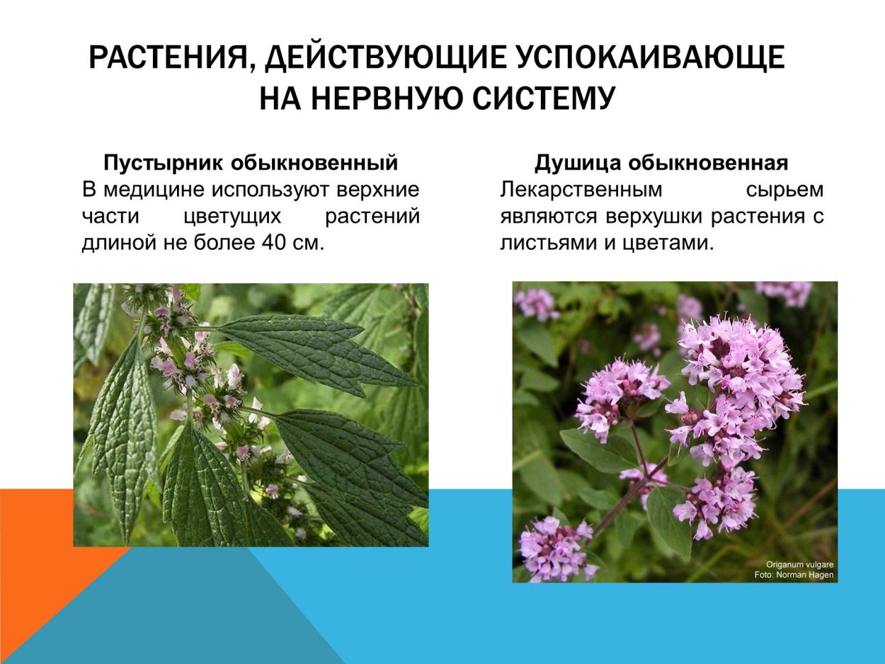 Лечебные растения Нижегородской области