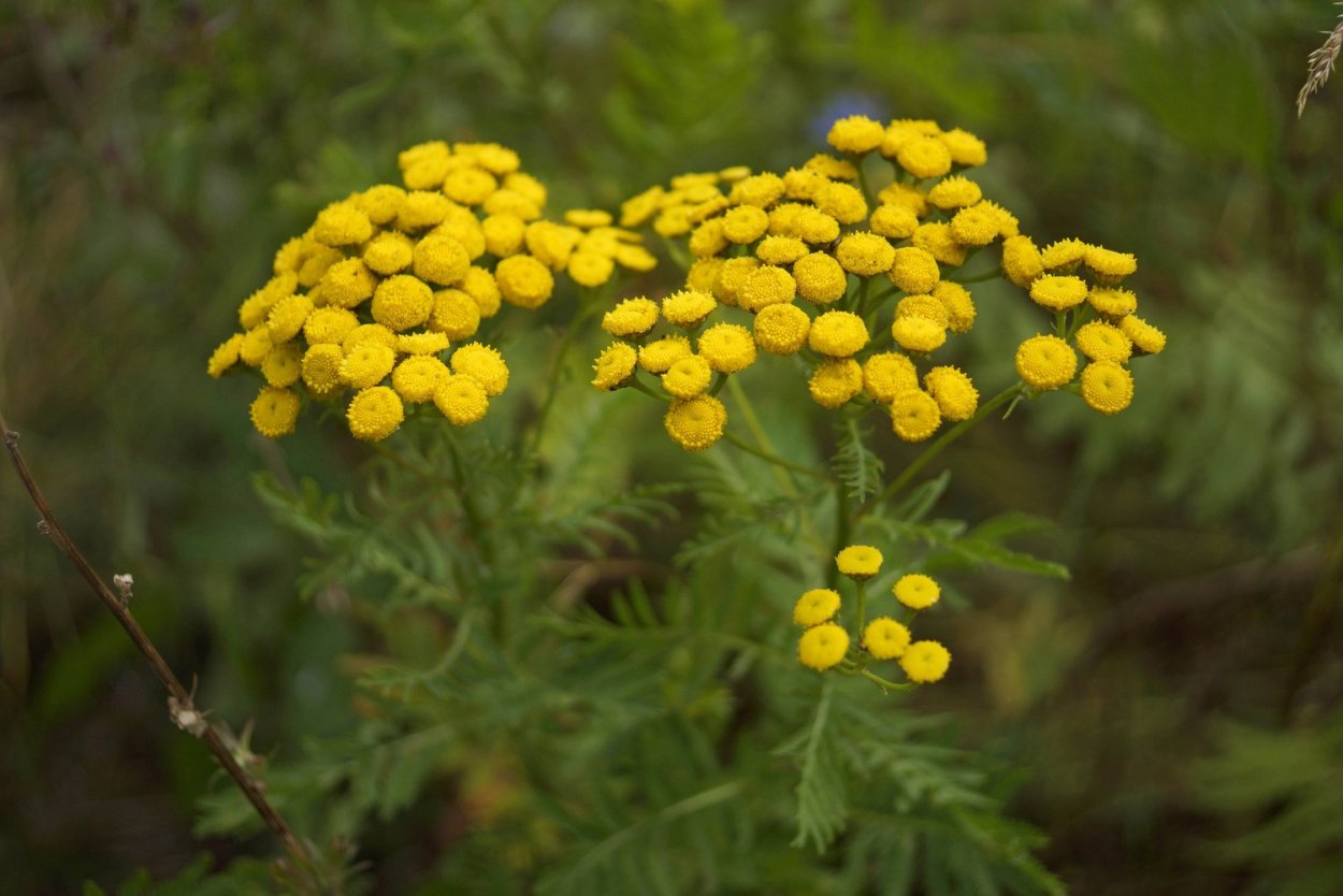 Пижма обыкновенная (Tanacetum vulgare)