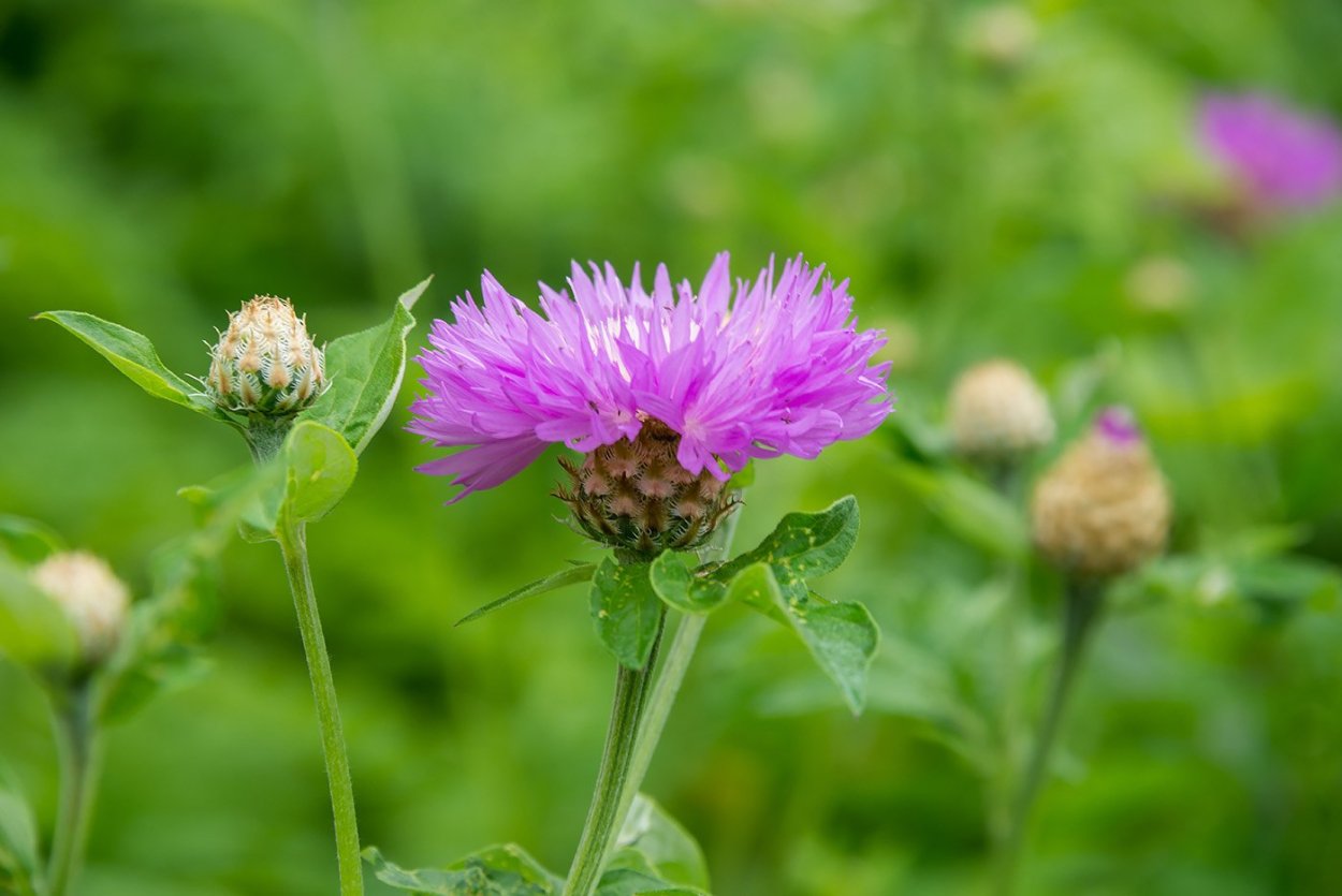 Psephellus dealbatus