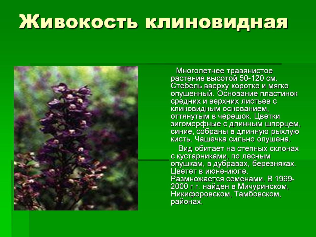 Живокость клиновидная красная книга Тамбовской области